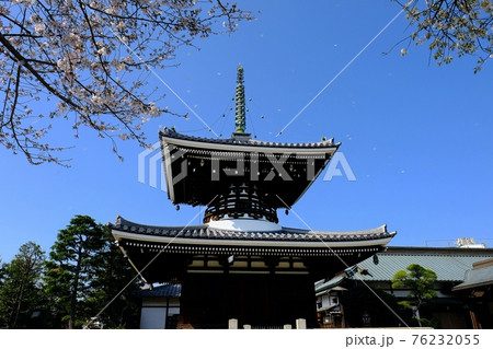 文京区　護国寺・多宝塔と花吹雪 76232055