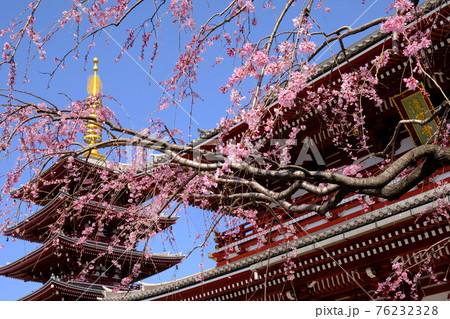 浅草　浅草寺の枝垂桜 76232328