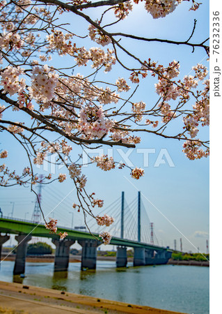 早春の彩湖 荒川調整池 湖畔満開の桜 早春の彩湖 荒川調整池 湖畔満開の桜 76232336