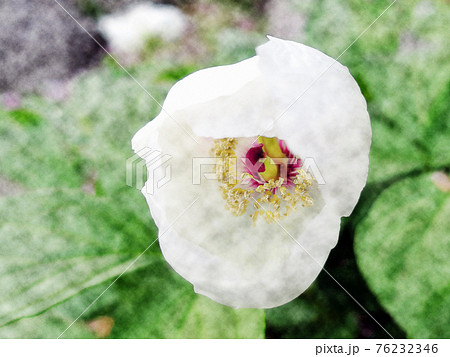 夜が明け夜露に濡れて開花した白色の花 山芍薬 ヤマシャクヤク 水彩画風のイラスト素材