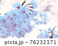 満開の桜が咲く春の背景素材 76232371