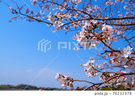 早春の彩湖　荒川調整池　湖畔満開の桜　　　　　 76232378
