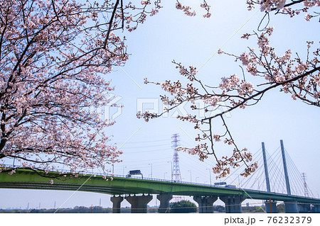 早春の彩湖　荒川調整池　湖畔満開の桜　　　　　 76232379