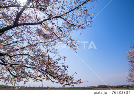 早春の彩湖　荒川調整池　湖畔満開の桜　　　　　 76232384