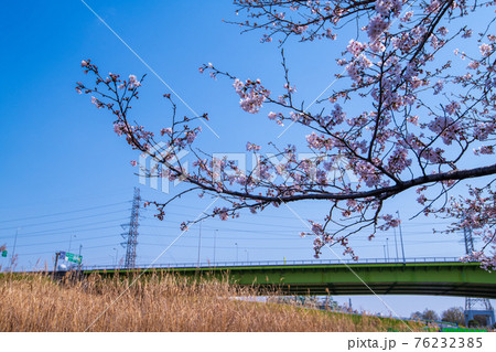 早春の彩湖 荒川調整池 湖畔満開の桜 早春の彩湖 荒川調整池 湖畔満開の桜 76232385