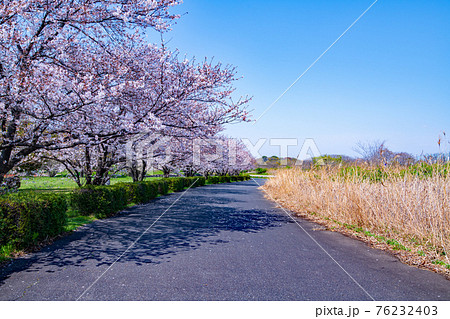 早春の彩湖　荒川調整池　湖畔満開の桜　　　　　 76232403