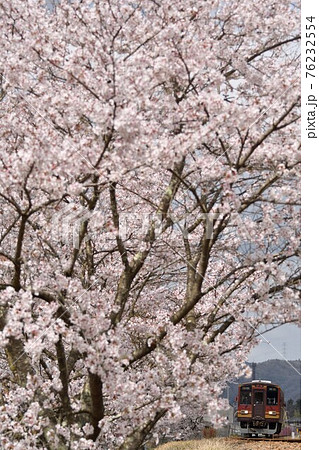 満開の桜と信楽高原鐵道の列車 76232554