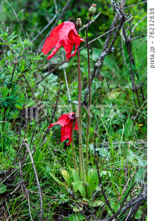 中国四川省北部 貢嘎嶺(コンカレイ)に咲く赤いケシ メコノプシス・プニケア 中国四川省北部 貢嘎嶺(コンカレイ)に咲く赤いケシ メコノプシス・プニケア 76232636
