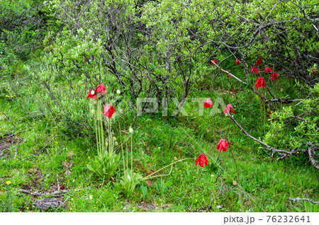中国四川省北部　貢嘎嶺（コンカレイ）に咲く赤いケシ　メコノプシス・プニケア 76232641