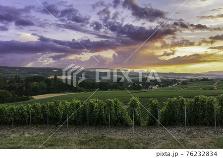 Row vine grape in champagne vineyards at montagne de reims Row vine grape in champagne vineyards at montagne de reims 76232834