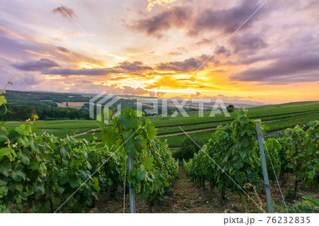 Row vine grape in champagne vineyards at montagne de reims 76232835