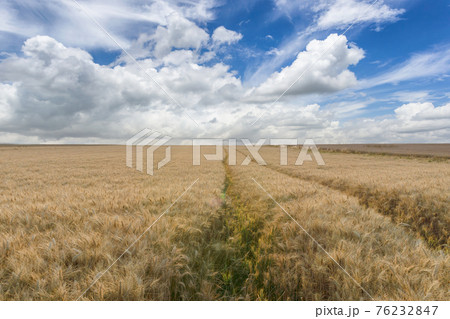 Beautiful rural scene of barley fields in sunny day Beautiful rural scene of barley fields in sunny day 76232847