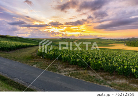 Row vine grape in champagne vineyards at montagne de reims 76232859