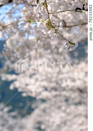 春イメージ 桜 春イメージ 桜 76232982