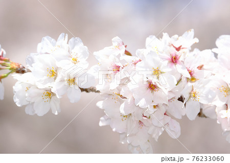 桜 76233060