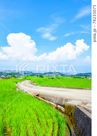 中野の棚田(8月) 中野の棚田(8月) 76233075