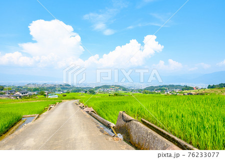 中野の棚田(8月) 中野の棚田(8月) 76233077