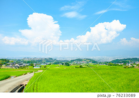中野の棚田(8月) 中野の棚田(8月) 76233089