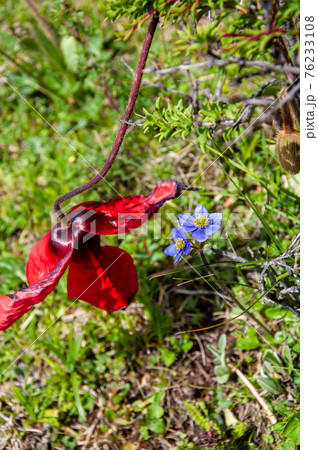 中国四川省北部　貢嘎嶺（コンカレイ）に咲く赤いケシ　メコノプシス・プニケア 76233108