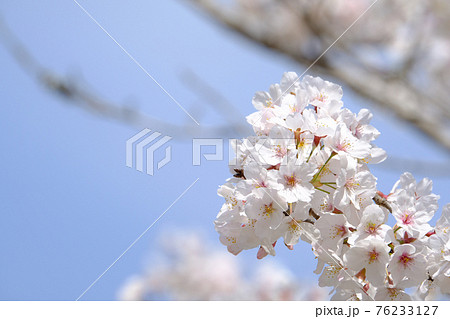 春イメージ　桜 76233127
