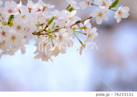 春イメージ 桜 春イメージ 桜 76233131