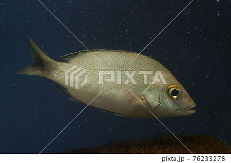 フエダイ ヒメフエダイ 若魚 フエダイ ヒメフエダイ 若魚 76233278
