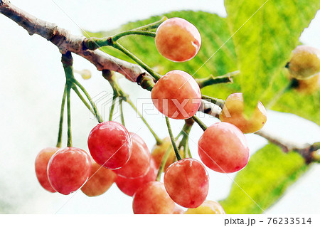 朝日を浴びて生き生きと収穫時期を迎えた 西洋実桜 セイヨウミザクラ の 果実 サクランボ 水彩画風のイラスト素材