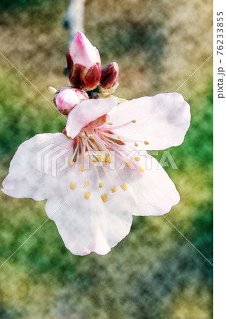 朝日を浴びて生き生きとしているピンク色の花 アーモンド 水彩画風のイラスト素材