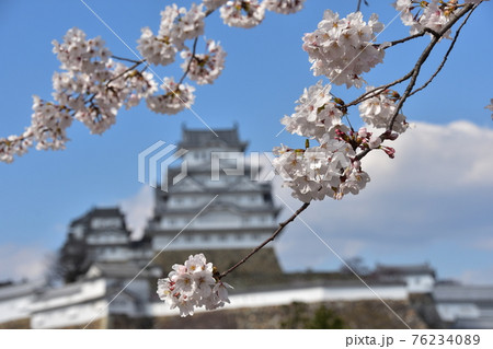 日本の兵庫県の姫路市 世界遺産で国宝でもある姫路城 春の桜と青空と立派な天守閣 日本の兵庫県の姫路市 世界遺産で国宝でもある姫路城 春の桜と青空と立派な天守閣 76234089