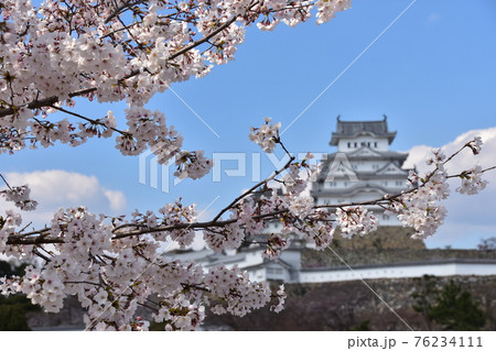 日本の兵庫県の姫路市 世界遺産で国宝でもある姫路城 春の桜と青空と立派な天守閣 日本の兵庫県の姫路市 世界遺産で国宝でもある姫路城 春の桜と青空と立派な天守閣 76234111