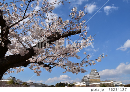 日本の兵庫県の姫路市　世界遺産で国宝でもある姫路城　春の桜と青空と立派な天守閣 76234127