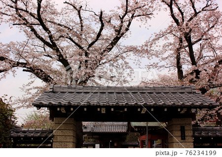 杉並区にある蓮華寺の春 杉並区にある蓮華寺の春 76234199