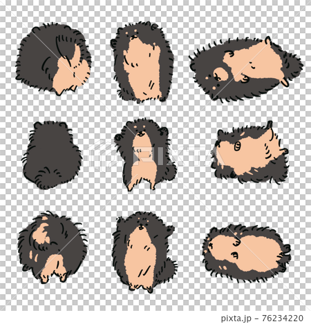 手描きのポメラニアンイラスト ヘソ天 万歳 後ろ姿 黒オレンジのイラスト素材