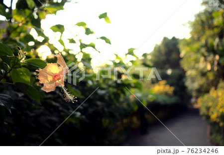 Light beige pastel yellow hibiscus flower jungle. Pathway, paving with golden sunlight at sunset and blurry bush, trees, garden, park abstract texture background. Horizontal image style. 76234246