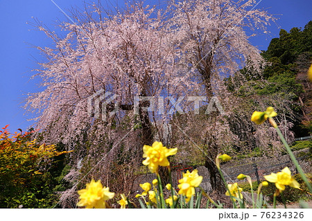 日蓮宗総本山身延山久遠寺　大林坊のしだれ桜と水仙 76234326