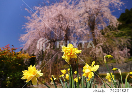 日蓮宗総本山身延山久遠寺　大林坊のしだれ桜と水仙 76234327