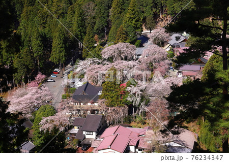 日蓮宗総本山身延山久遠寺　本堂から望む北之坊しだれ桜 76234347