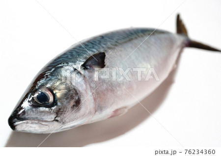 新鮮なサバ　鯖1尾 76234360