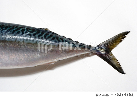 新鮮なサバ 鯖の尾 新鮮なサバ 鯖の尾 76234362