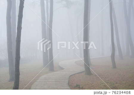 樹木 森 森林 76234408