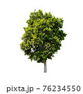 Tree isolated on white background. 76234550