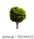 Tree isolated on white background. 76234552