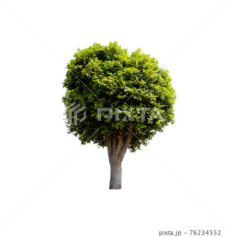 Tree isolated on white background. Tree isolated on white background. 76234552