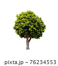 Tree isolated on white background. 76234553
