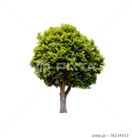 Tree isolated on white background. Tree isolated on white background. 76234553