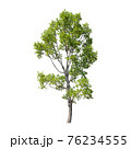 Tree isolated on white background. 76234555