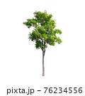 Tree isolated on white background. 76234556