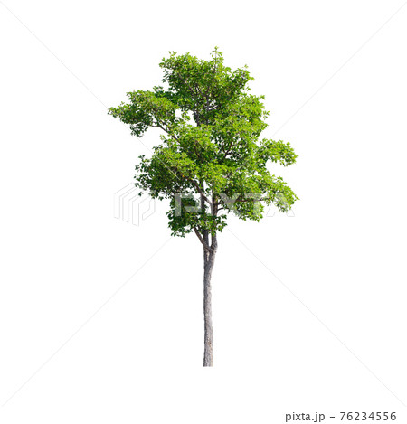 Tree isolated on white background. Tree isolated on white background. 76234556