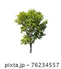 Tree isolated on white background. 76234557