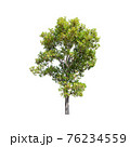 Tree isolated on white background. 76234559